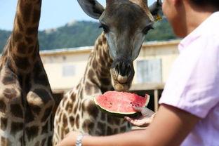 吃瓜视频动物世界,揭秘丛林法则下的生存智慧