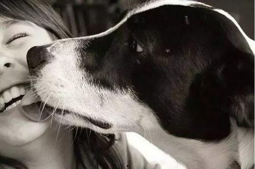 吃瓜群众舔狗视频大全下载,吃瓜群众热议的趣味盘点