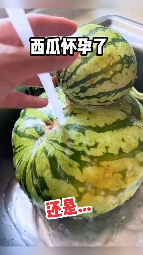吃鲜瓜搞笑视频下载,揭秘吃鲜瓜搞笑视频下载背后的欢乐秘密