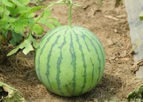 小崩瓜怎么吃最好吃呢视频,视频教你轻松享美食