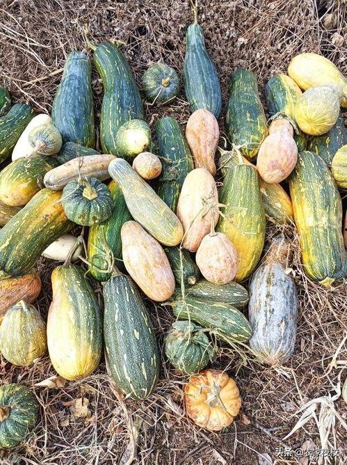 吃瓜人的制作方法视频,夏日消暑新选择