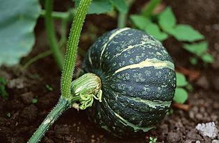 王大爷吃瓜视频下载,揭秘网络红人幕后生活