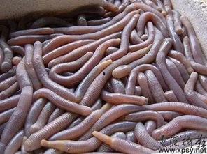 苹果螺吃小瓜虫会死吗视频,苹果螺吃小瓜虫会死吗？实验揭秘