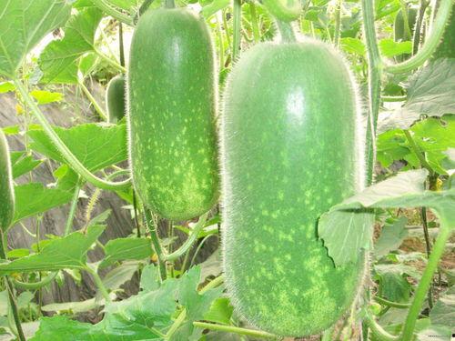 刘大瓜吃火麻菜视频,辣味十足，网友直呼过瘾！