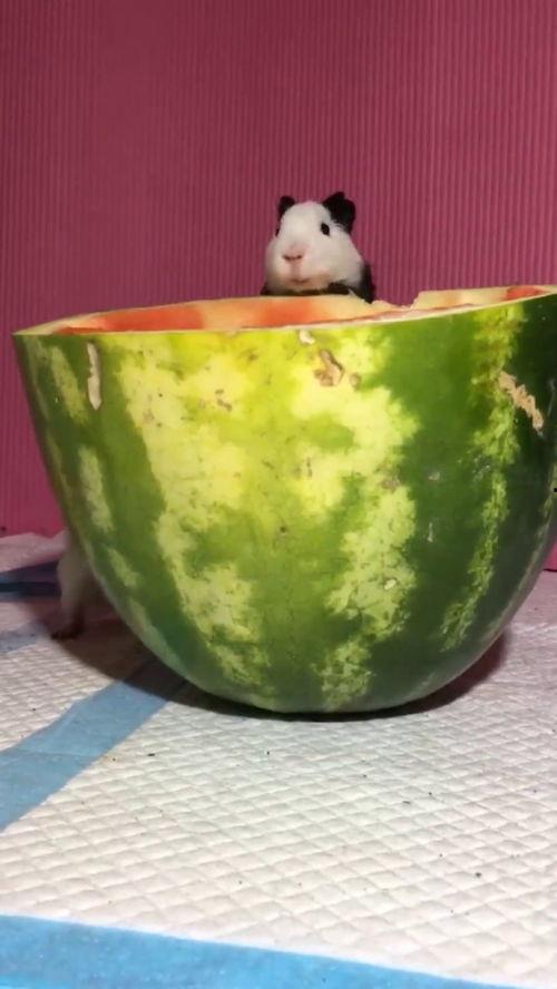 吊瓜吃货视频,一场味蕾与视觉的盛宴