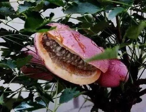 摘板栗八月瓜怎么吃视频,视频教你美味新吃法