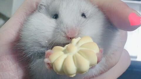 金丝熊白瓜可以吃吗视频,揭秘宠物兔的健康美食