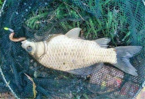 鲫鱼会吃小瓜吗视频教程,鲫鱼摄食小瓜行为解析