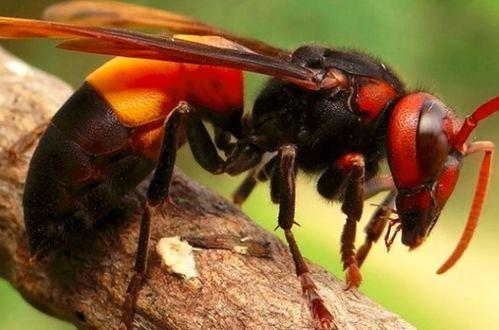 鸟嘴瓜怎么吃最好吃视频,视频教你最佳食用方法