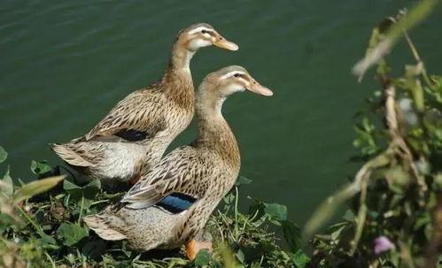 早鸭吃瓜视频大全,揭秘热门视频背后的趣味故事