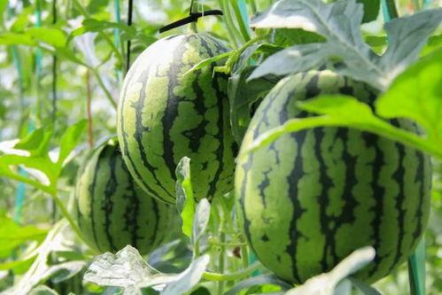 采摘西瓜吃瓜视频大全集,跟随视频大全集品味夏日甜蜜时光