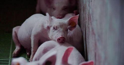 隔夜瓜能给猪吃吗视频,隔夜瓜对猪的健康影响揭秘