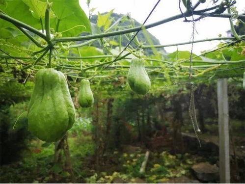 吃生拂手瓜视频,解锁清新口感新体验