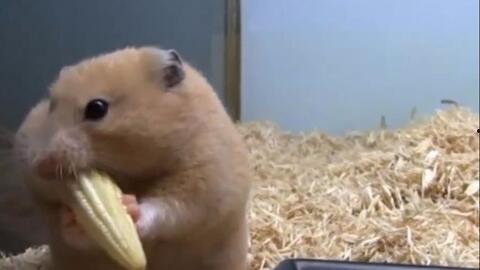 仓鼠吃瓜动作视频,可爱瞬间引网友热议