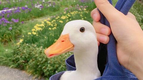 加油鸭吃瓜视频,揭秘娱乐圈幕后故事