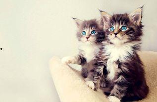 小猫吃瓜爬窗户视频大全